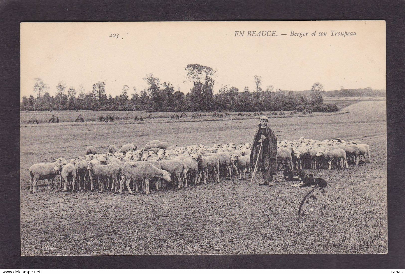 CPA Beauce Agriculture Métier Non Circulé En Beauce N° 293 Moutons - Ile-de-France