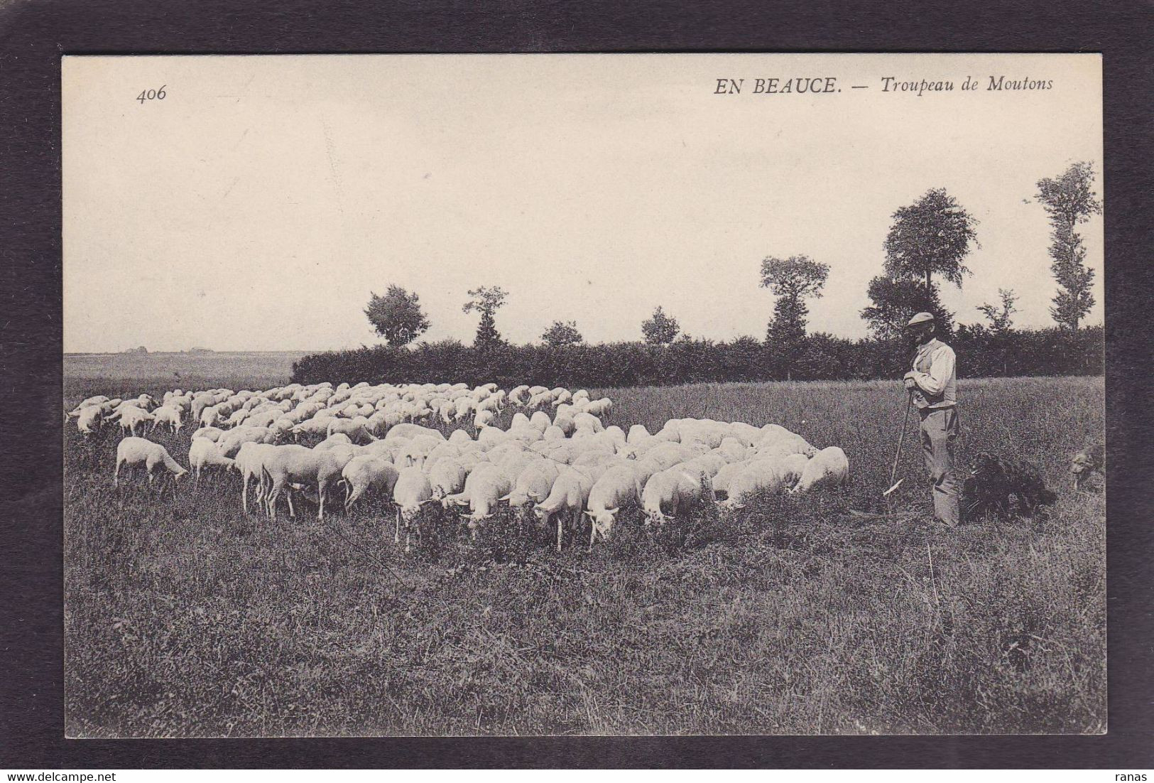 CPA Beauce Agriculture Métier Non Circulé En Beauce N° 406 Moutons - Ile-de-France