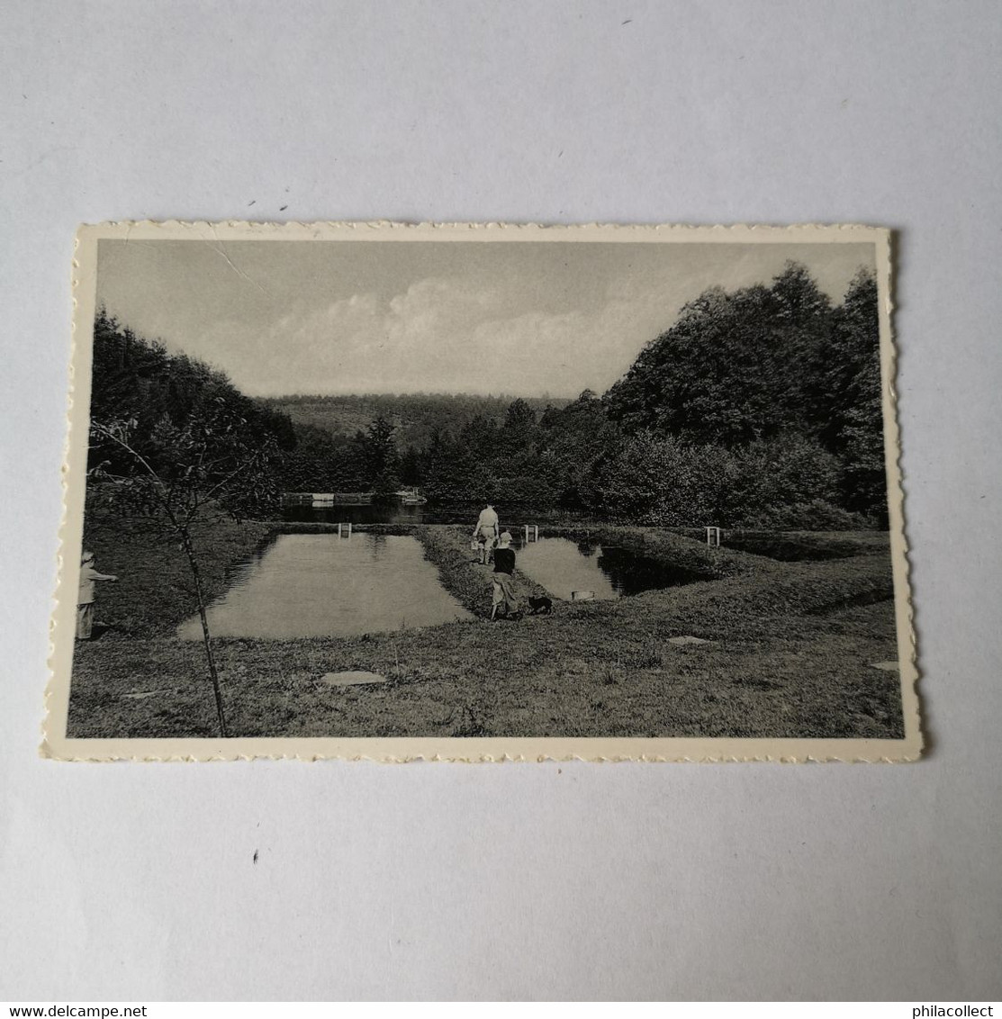 Couvin // Pisciculture Du Moulin Des Bois 1961 - Couvin