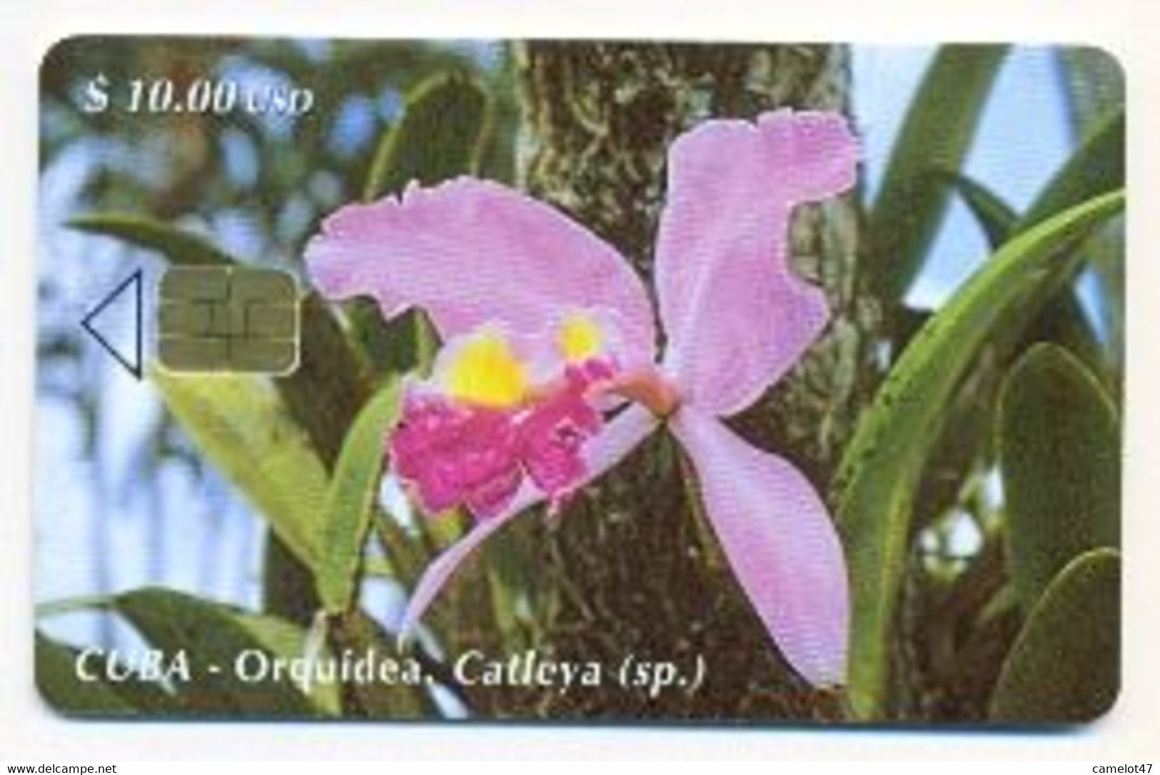 CUBA, Used Chip Phonecard, In Perfect Condition, Orquídea Catleya, # Cuba-74 - Cuba