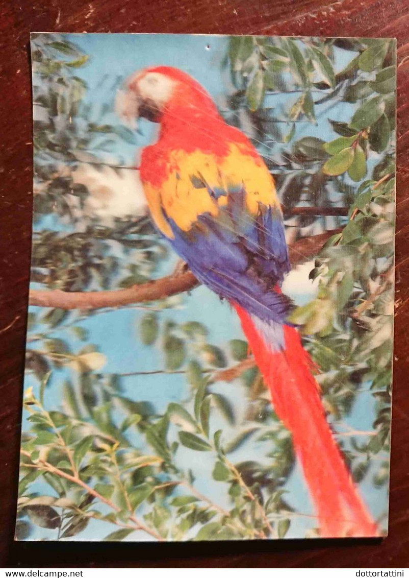 Pappagallo, Parrot, Papagei, Perroquet - - 3D - Cartes Stéréoscopiques