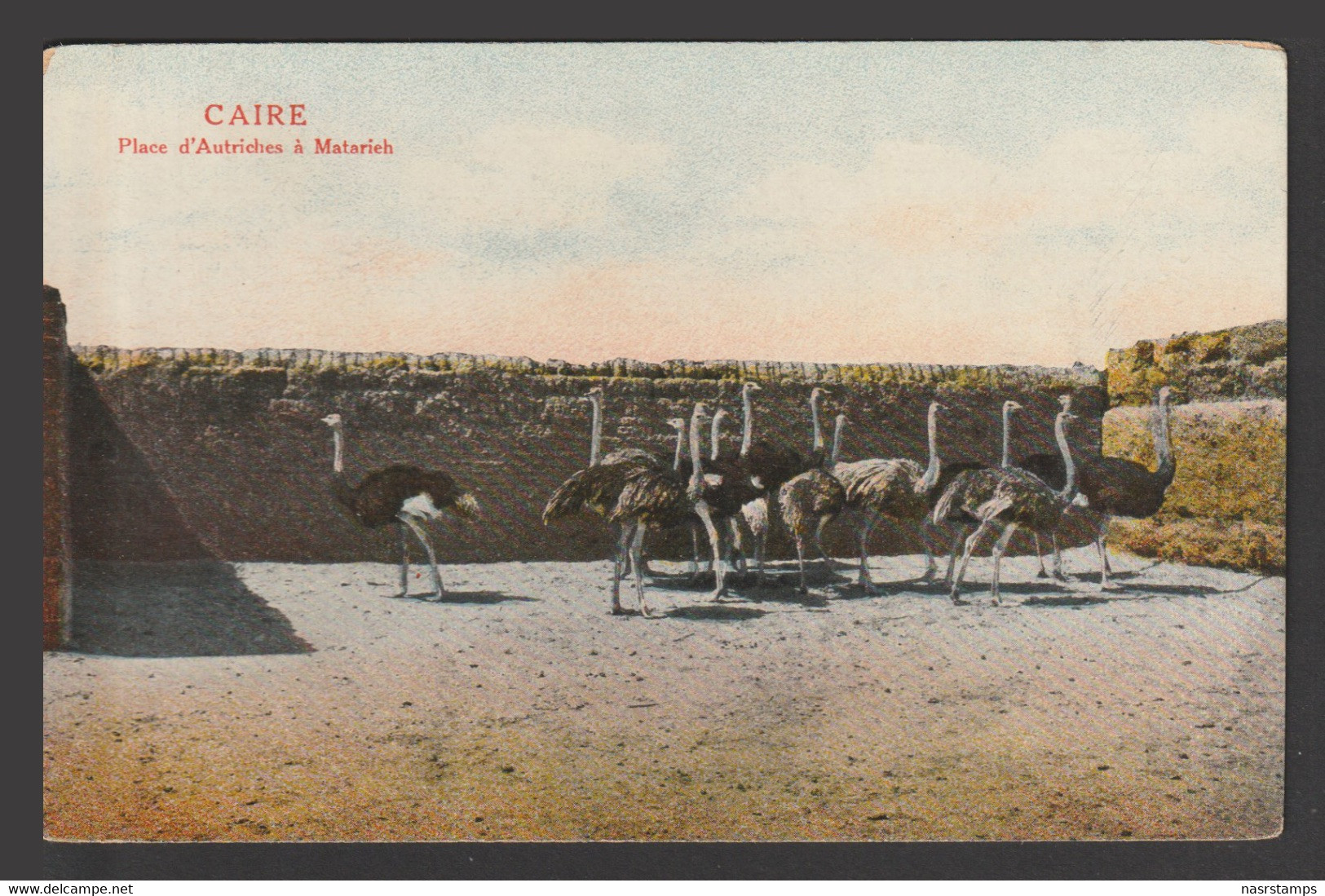 Egypt - Rare - Vintage Original Post Card - Austrian Square In Matarieh, Cairo - Briefe U. Dokumente