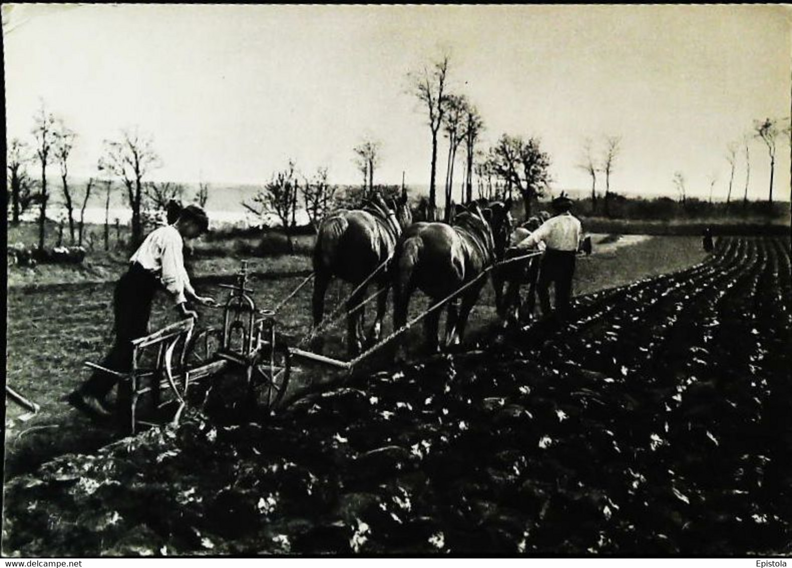 Attelage   Carriage Of Broom  Labour - Attelages