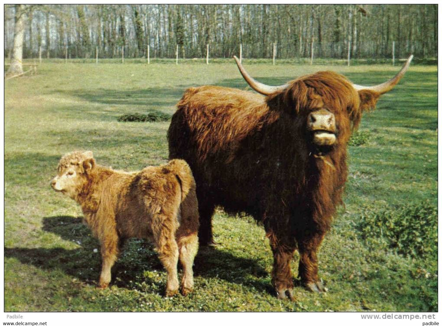 Carte Postale 72. Le Breil-sur-Mérizé   ZOO  Vache écossaise Et Son Petit Trés Beau Plan - Allonnes