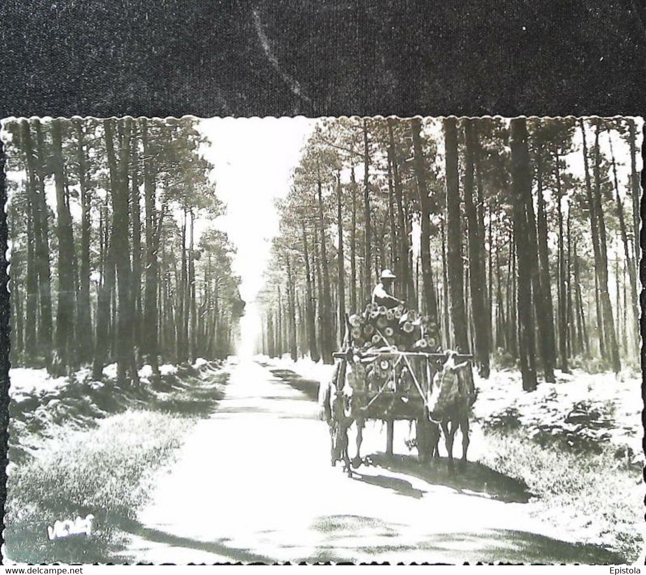 CPSM   Attelage Champetre   Carriage Of Broom   Les Landes - Attelages