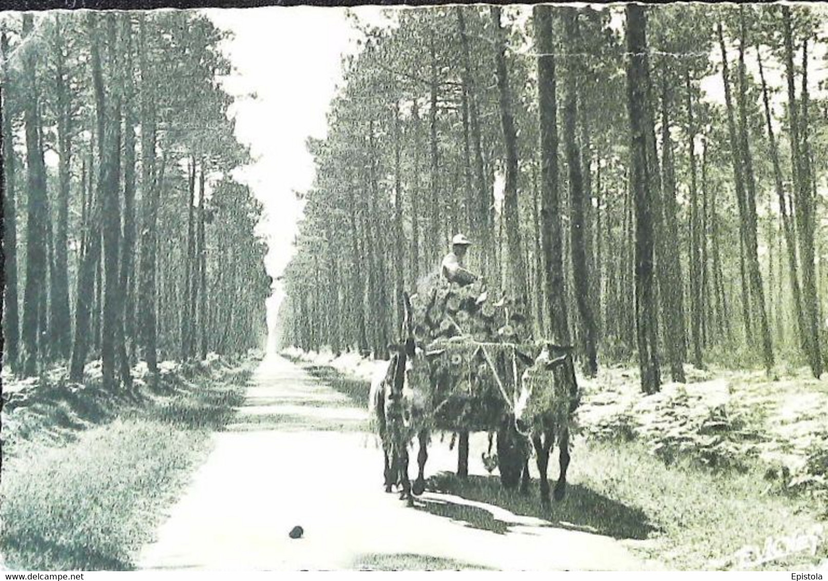 CPSM   Sur Les Routes Landaises   Attelage   Carriage Of Broom - Attelages