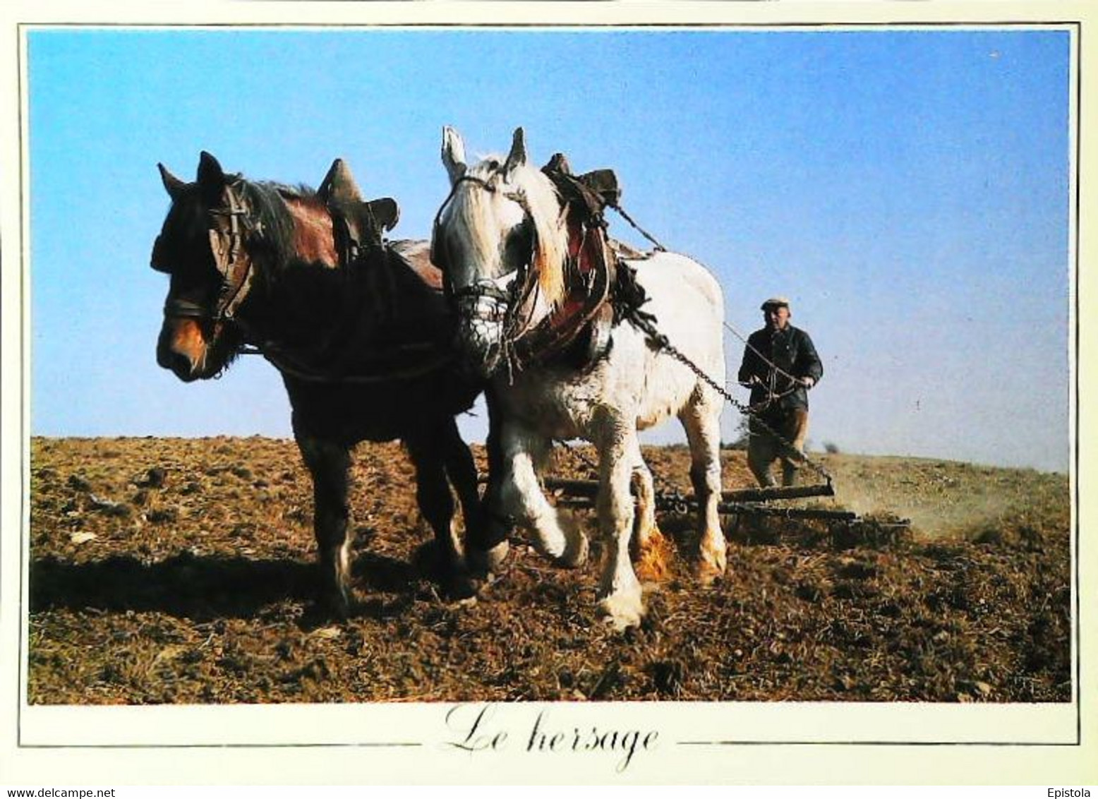 Labourage   Le Hersage  Cheval De Labour - Attelages