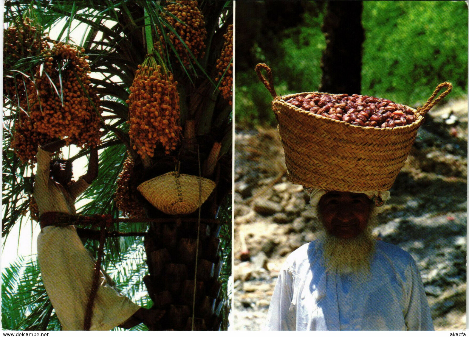 PC CPA SULTANATE OF OMAN, DATE HARVEST, REAL PHOTO POSTCARD (b16351) - Oman