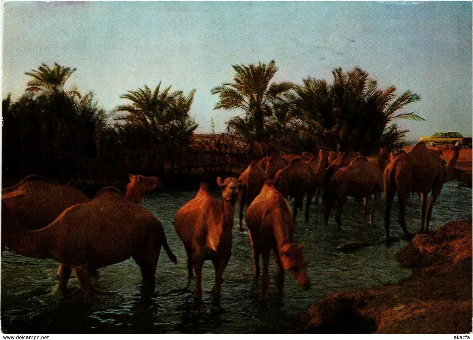 PC CPA BAHRAIN, BAHRAIN, DRINKING TIME FOR CAMELS, Modern Postcard (B3767) - Baharain