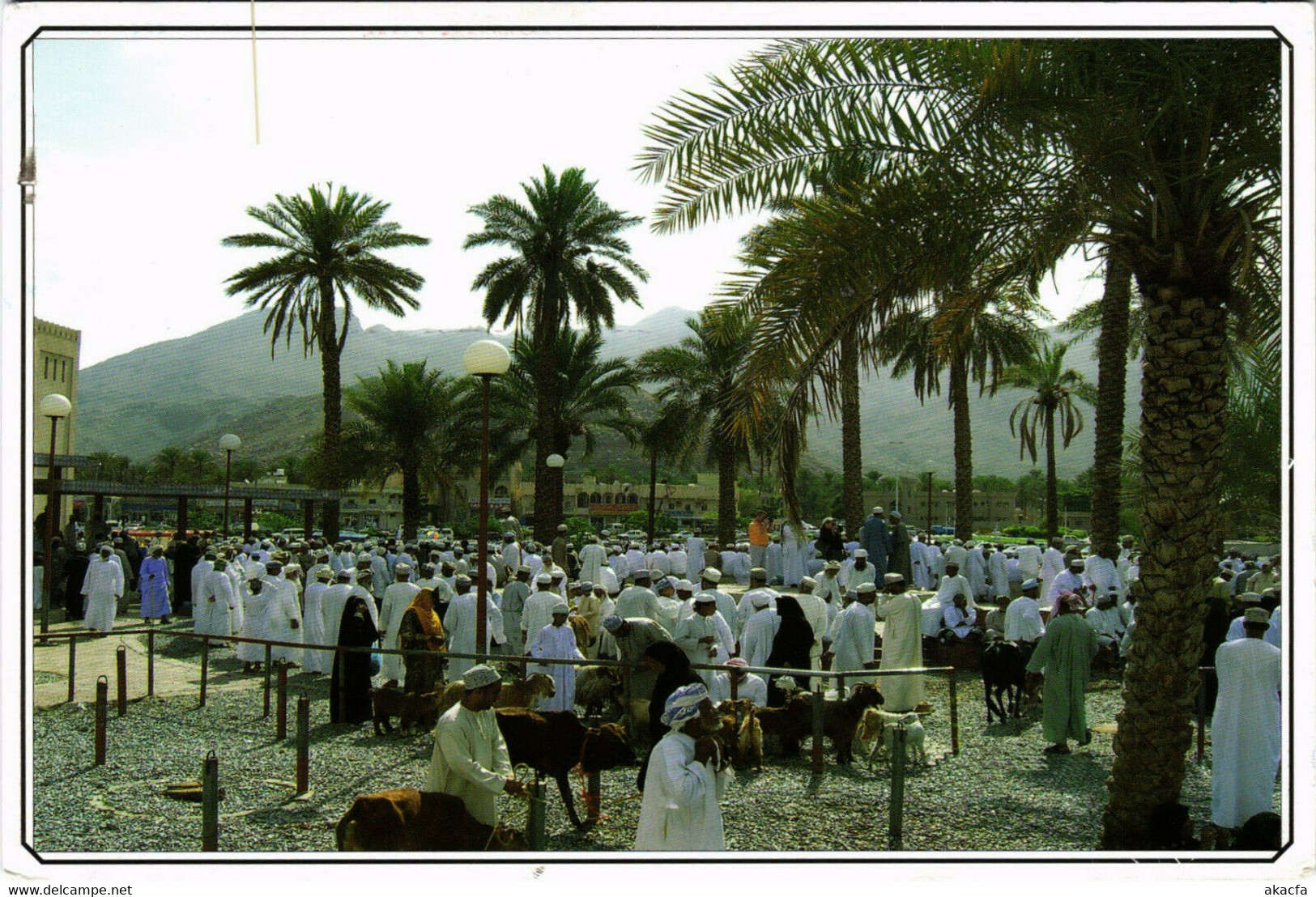 PC CPA SULTANATE OF OMAN, GOAT AUCTION, REAL PHOTO POSTCARD (b16349) - Oman