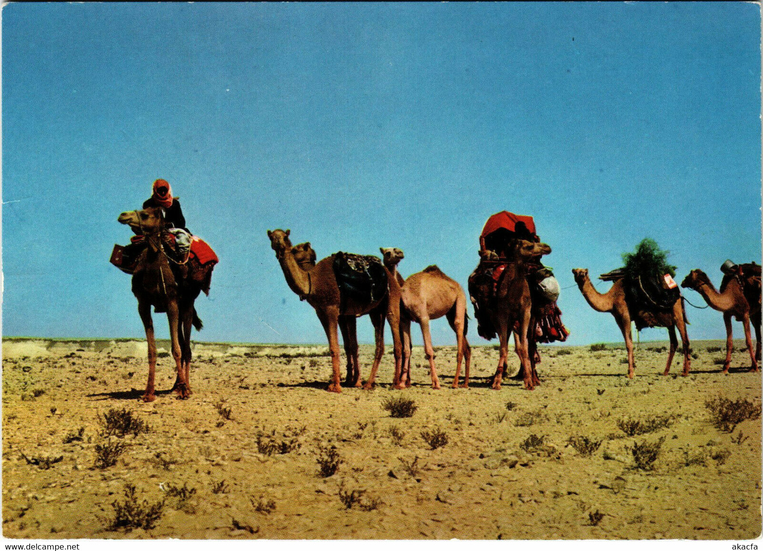 PC CPA U.A.E. , DUBAI, BEDOUIN FAMILY MIGRATING, REAL PHOTO POSTCARD (b16373) - Emirats Arabes Unis