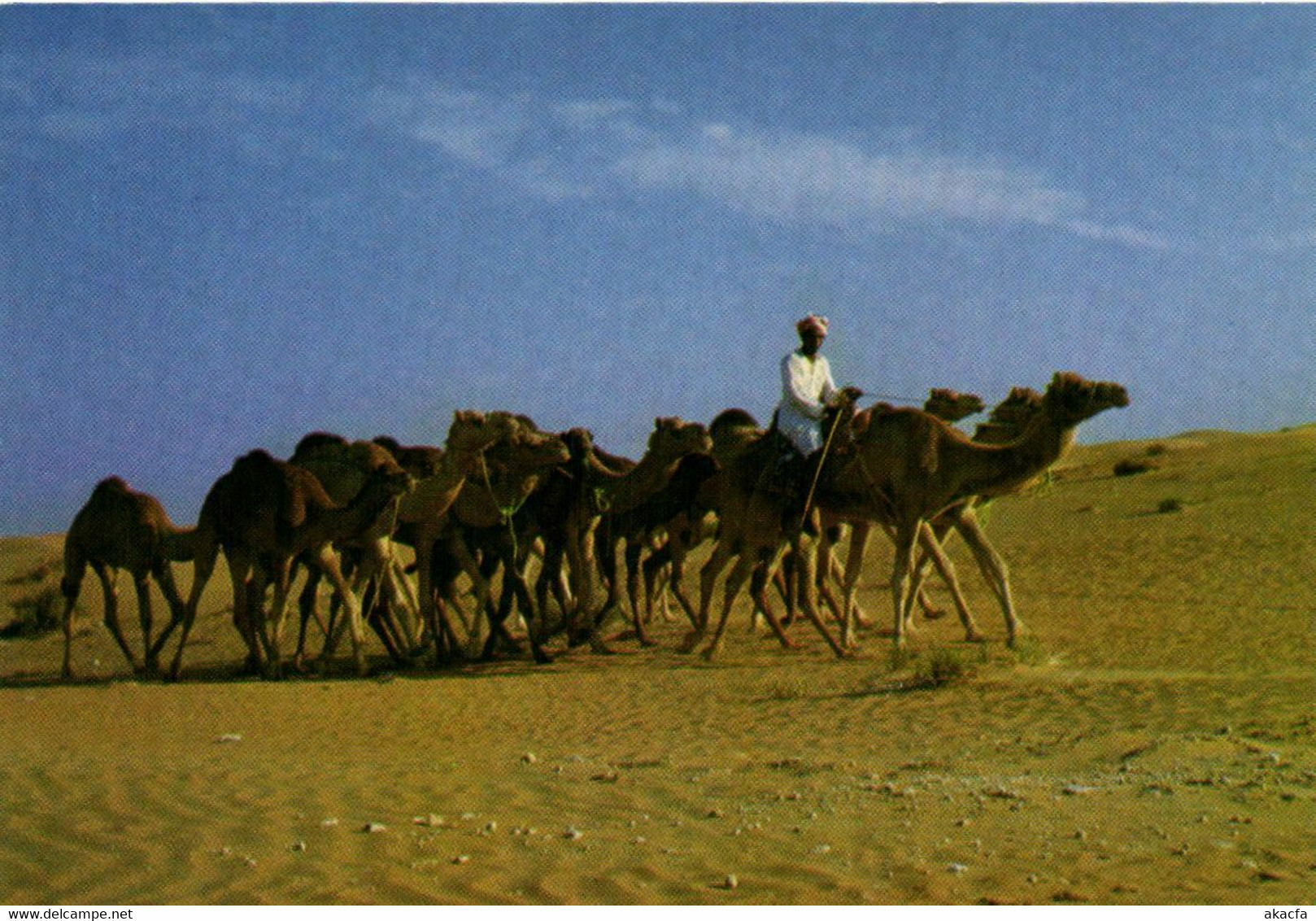 PC CPA U.A.E. , CAMEL CARAVAN, Modern Postcard (b22469) - United Arab Emirates