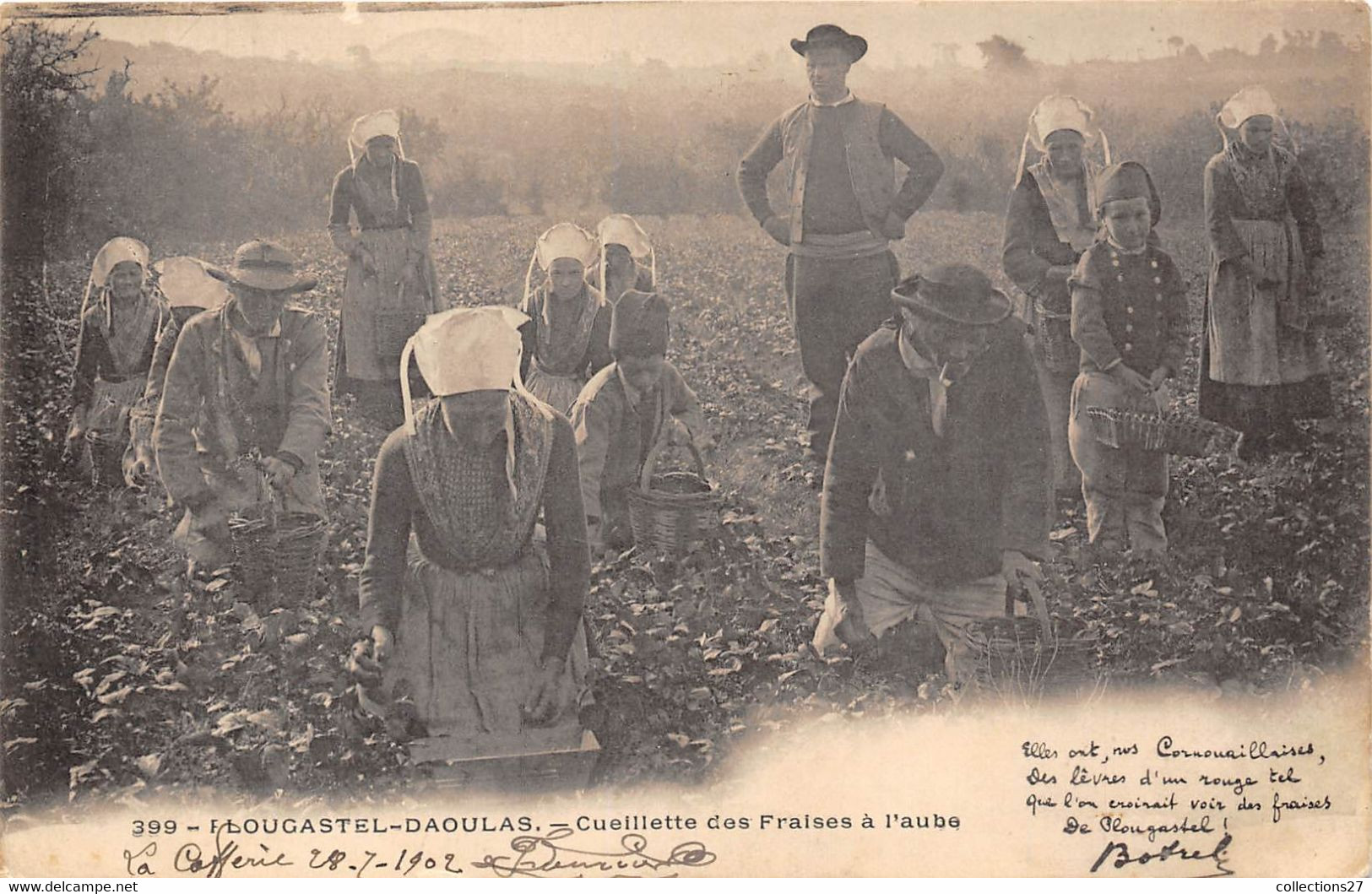 29-PLOUGASTEL-DAOULAS- CUIELLETTE DES FRAISES A L'AUBE - Plougastel-Daoulas