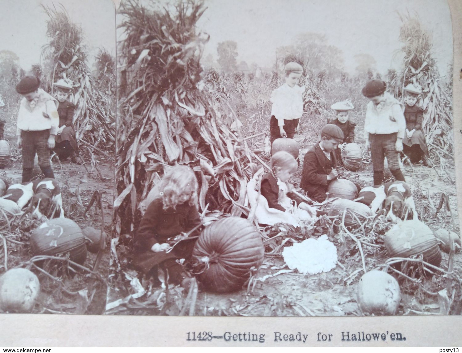 PHOTO STÉRÉO - Ramassage De Citrouilles Pour Halloween - Enfants - USA - 1902 - BE - Stereoscopic