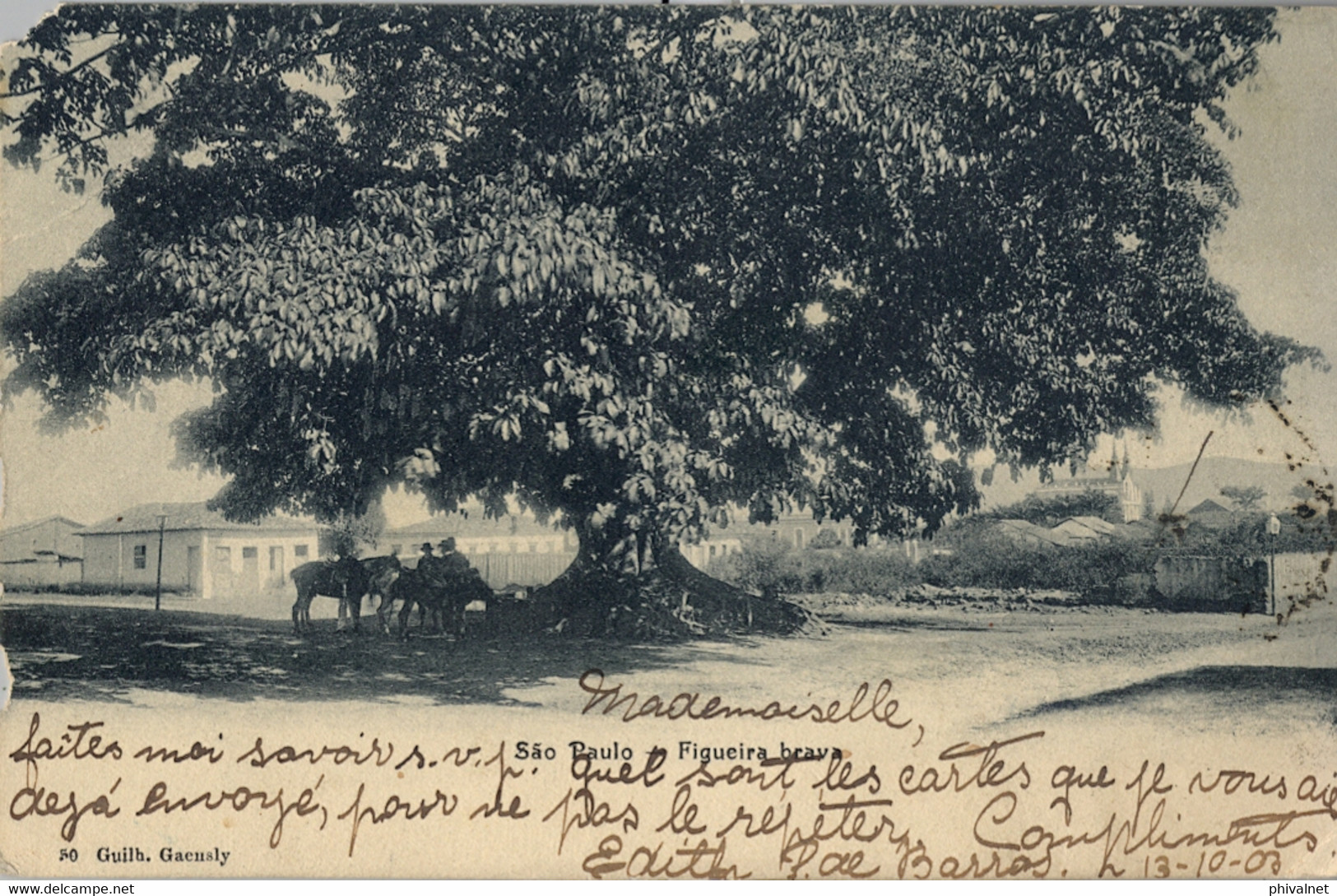 1908 BRASIL , T.P.  CIRCULADA ,  SAO PAULO , FIGUEIRA BRAVA , ÁRBOLES , TREES , ED. GAEUSLY - São Paulo