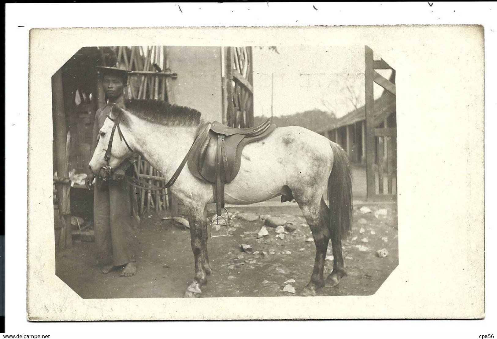 CHINA - Very Old Photo Card >  HORSE - Chine