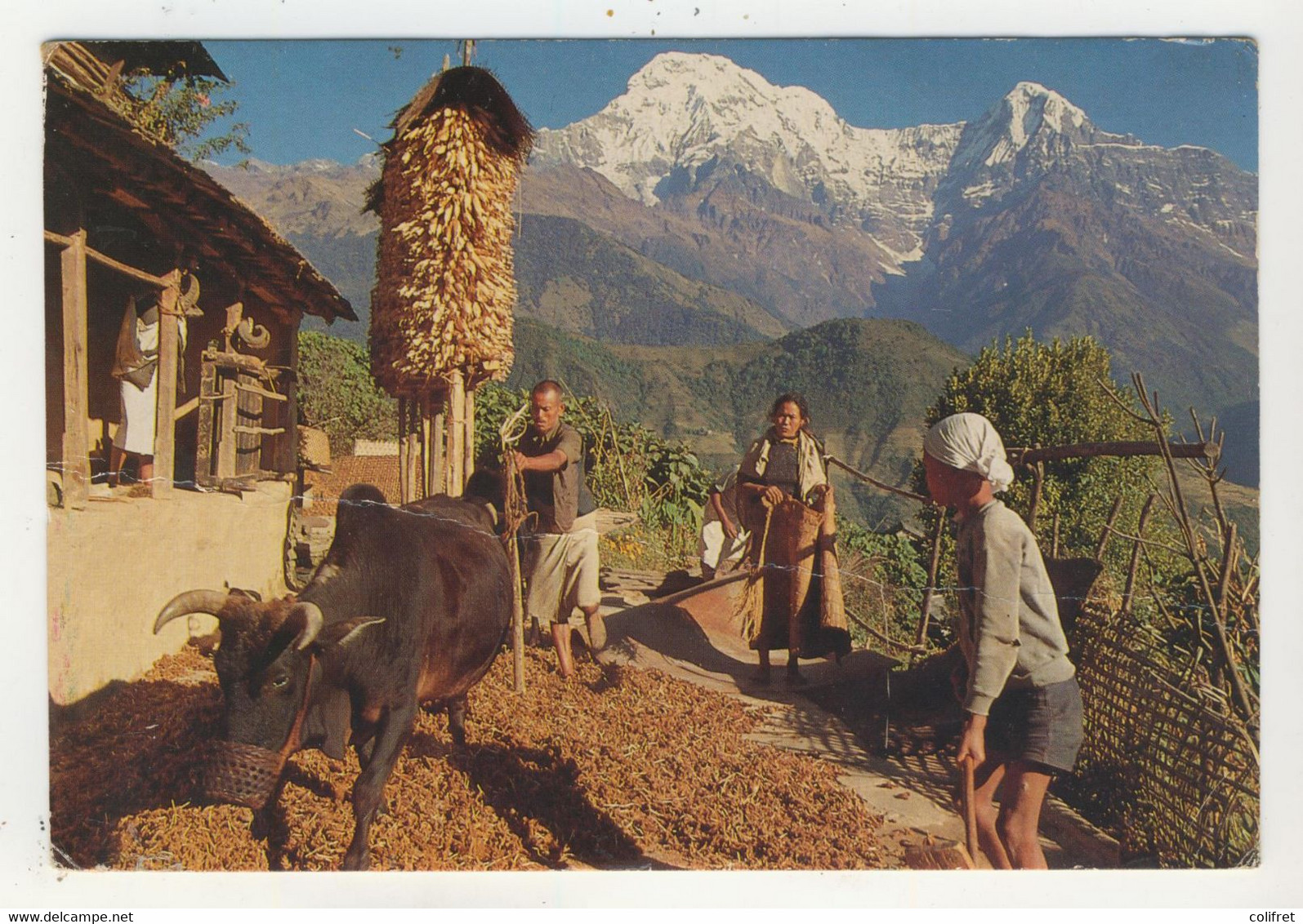Népal - Villagers Of Ghandrung Beat Barley. Mt Annapurna - Népal