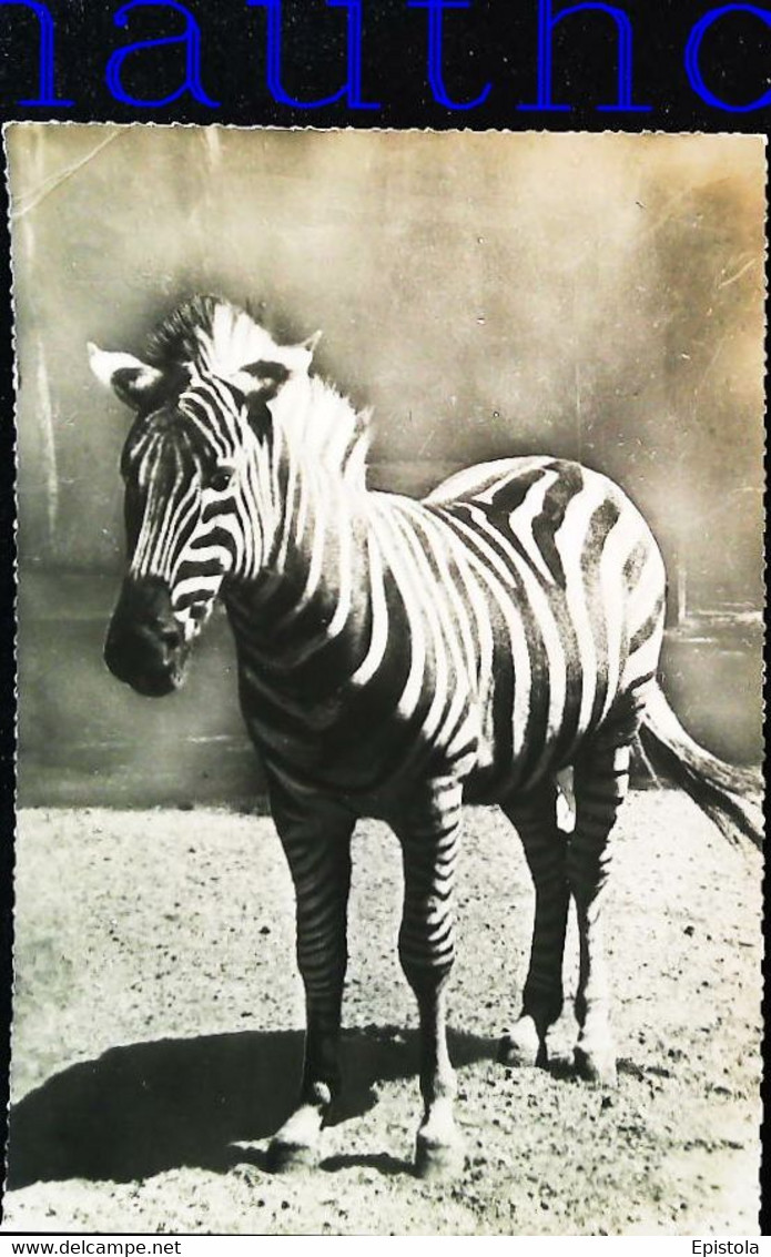 CPSM  Zèbre Afrique Du Sud - Zebras