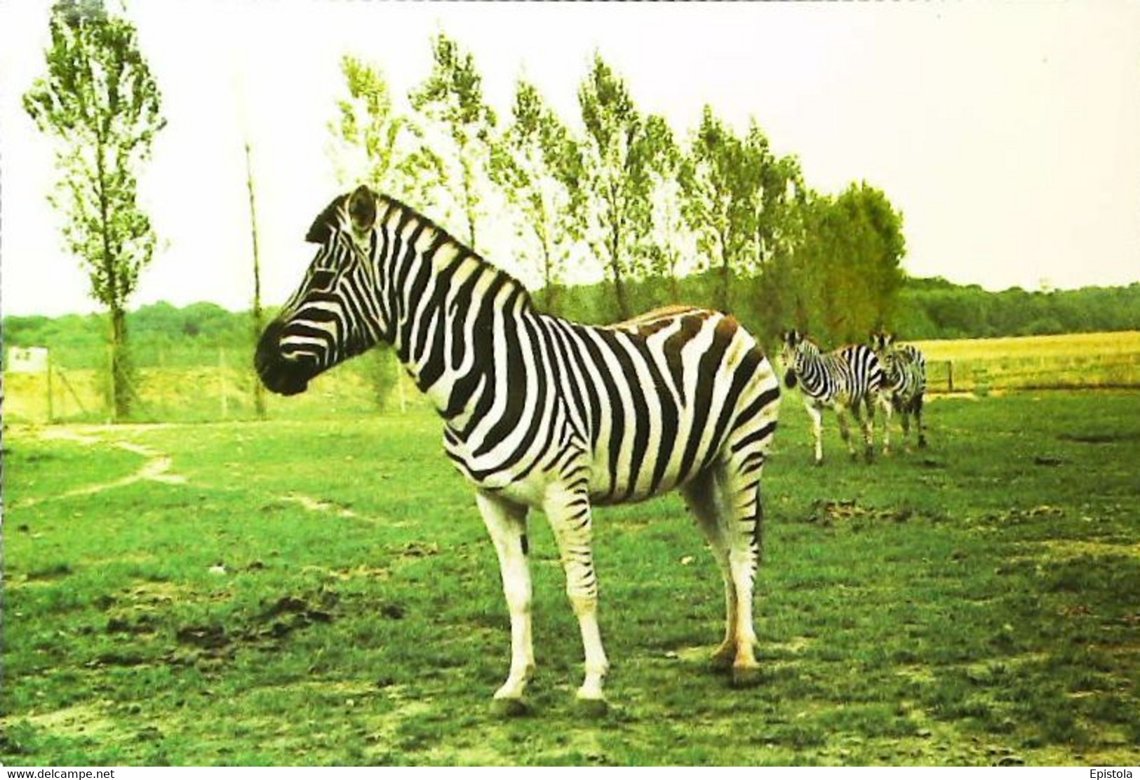 CPM  Zèbre  Thoiry -en-Yvelines - Zebras