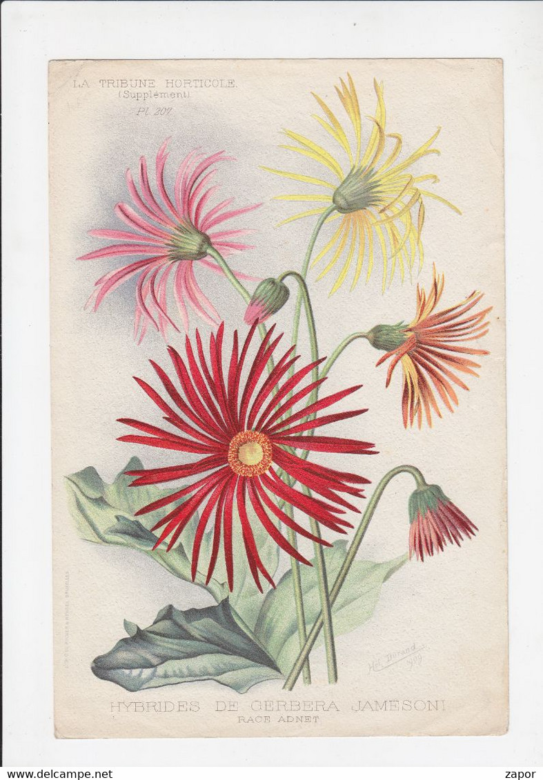 3 Prenten / Images De Fleurs - La Tribune Horticole - 1907 / 1909 - Fleurs