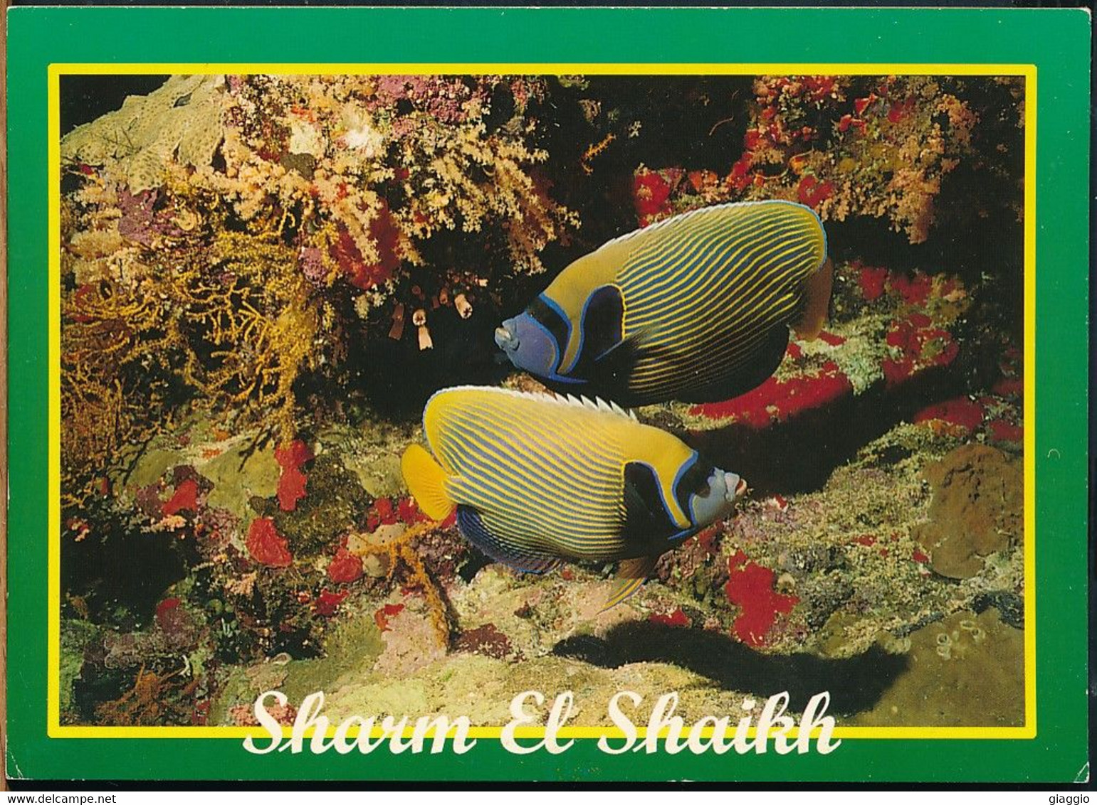 °°° GF982 - EGYPT - SHARM EL SHEIKH - ANGEL FISH , RED SEA °°° - Sharm El Sheikh
