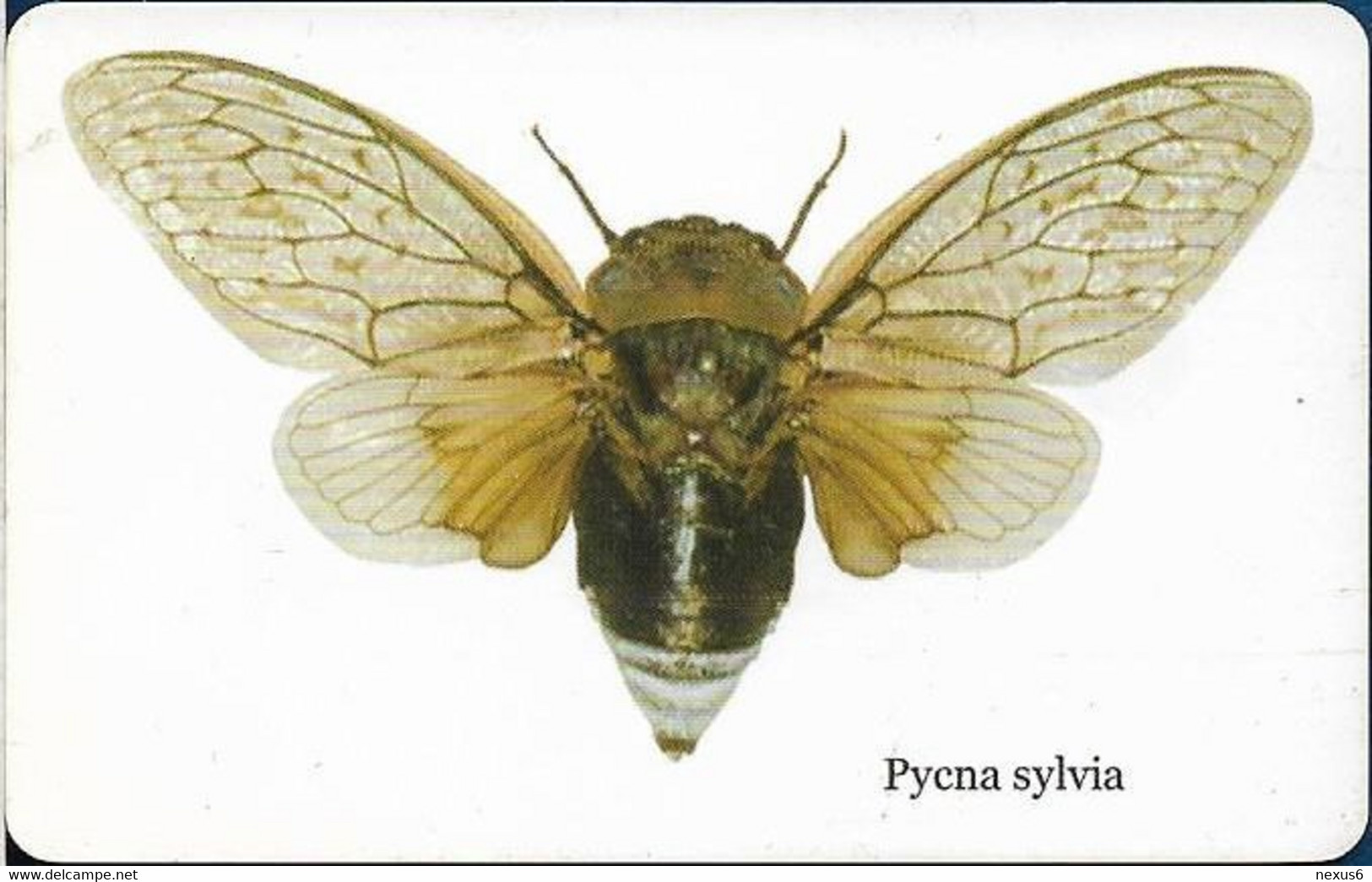 S. Africa - MTN - Insects - Pycna Sylvia, 01.2004, 15R, 100.000ex, Used - Sudafrica