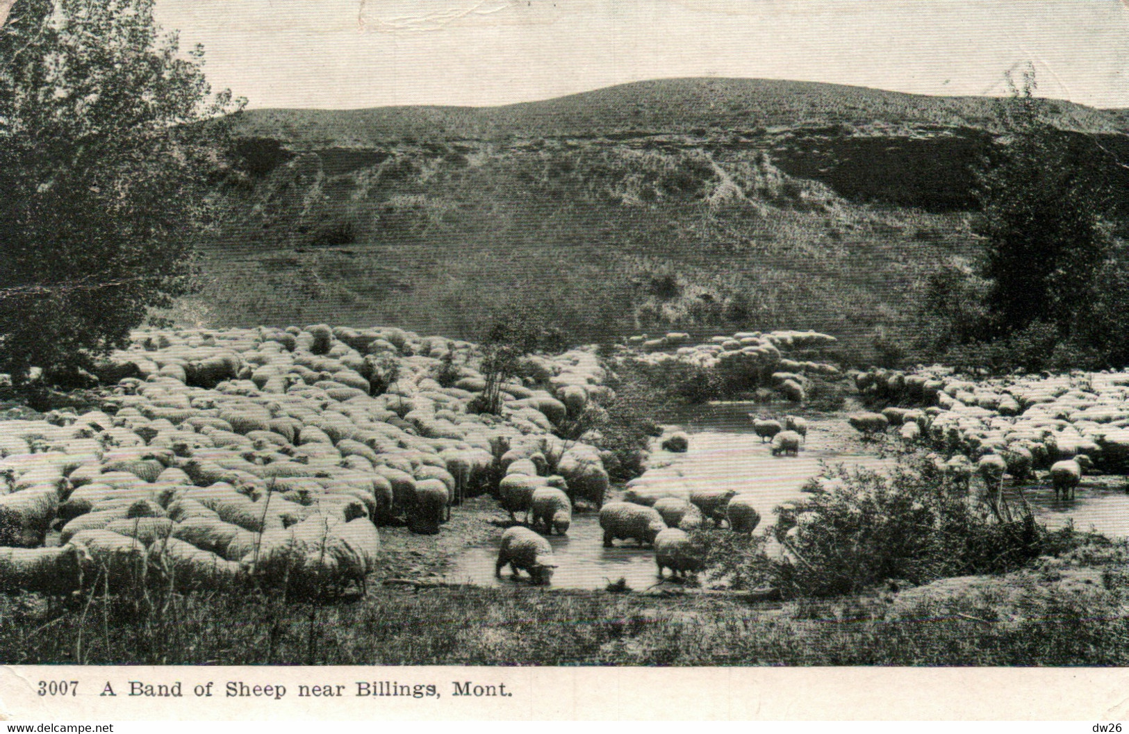 Band Of Sheep Near Billings, Montana MT - Troupeau De Moutons - Carte N° 3007 - Billings