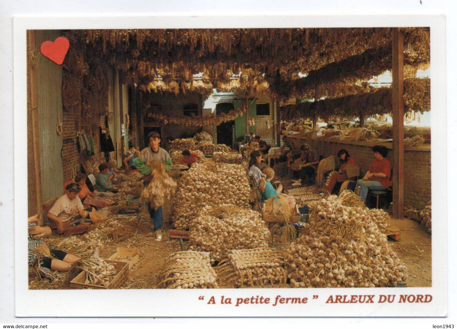 04877-LE-59-ARLEUX(VALLEE DE LA SENSEE)-LE TRESSAGE DE L'AIL-L.MERLIN-Producteur---------animée - Arleux