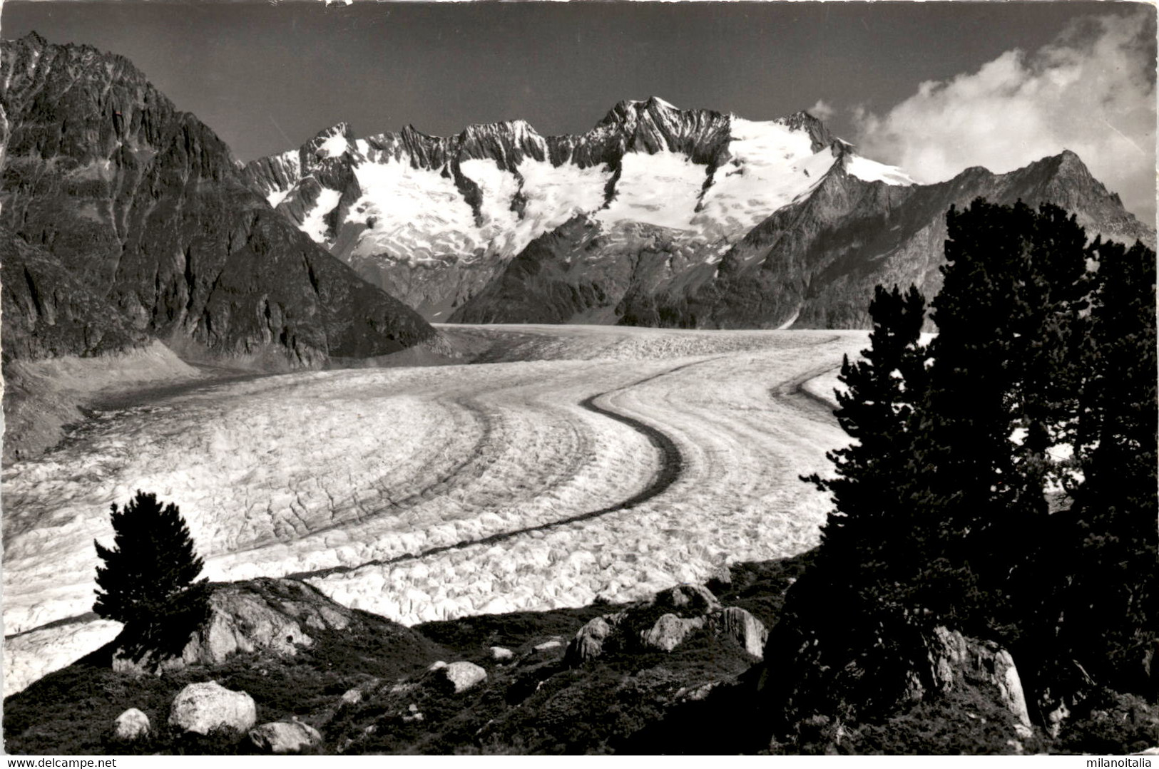 Riederalp, Blick V. Aletschwald (12339) * 14. 10. 1963 - Riederalp