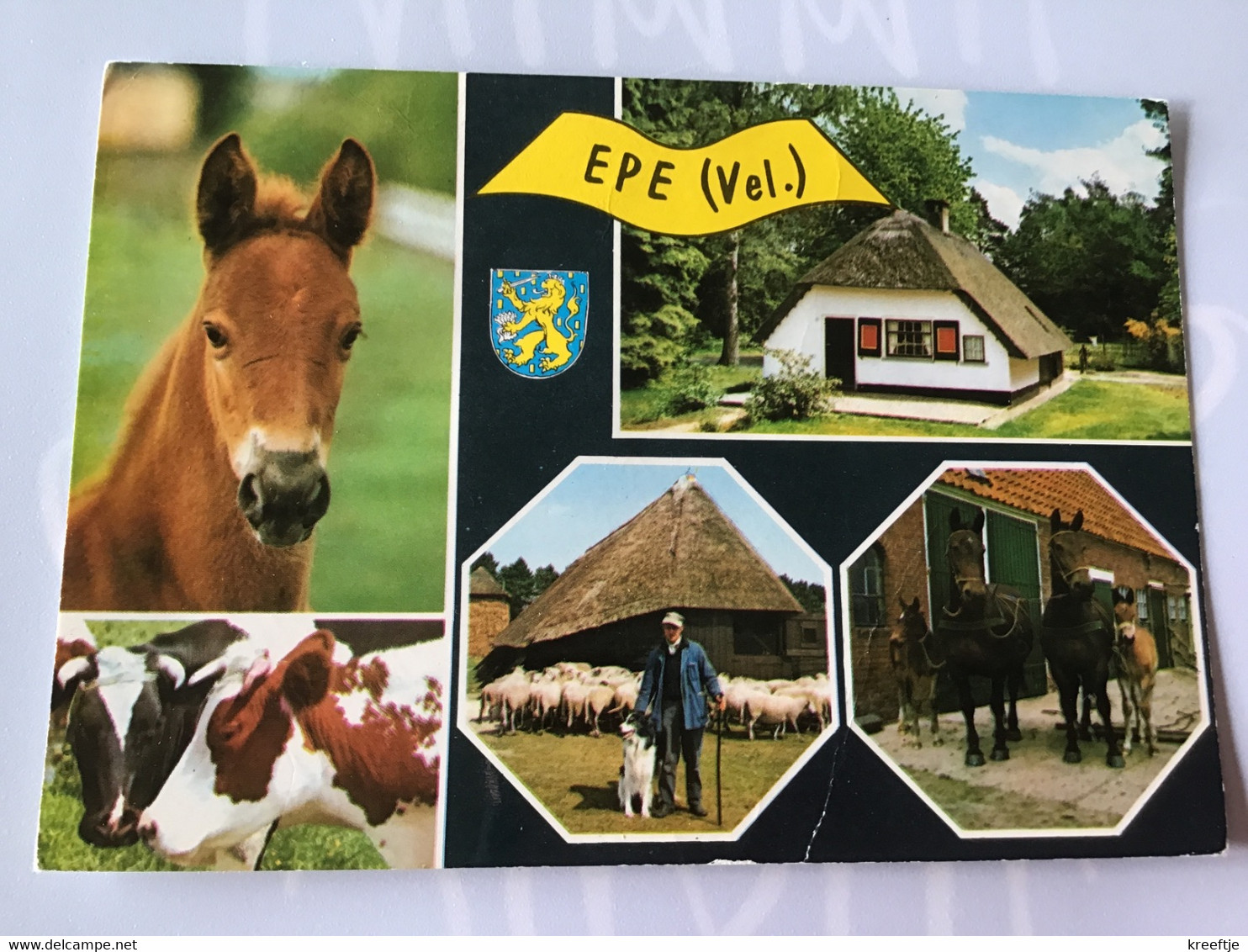 Nederland  Pays-Bas Holland. Epe ( Paard Koe Schaap Hond Boer Huis Veulen ) - Epe