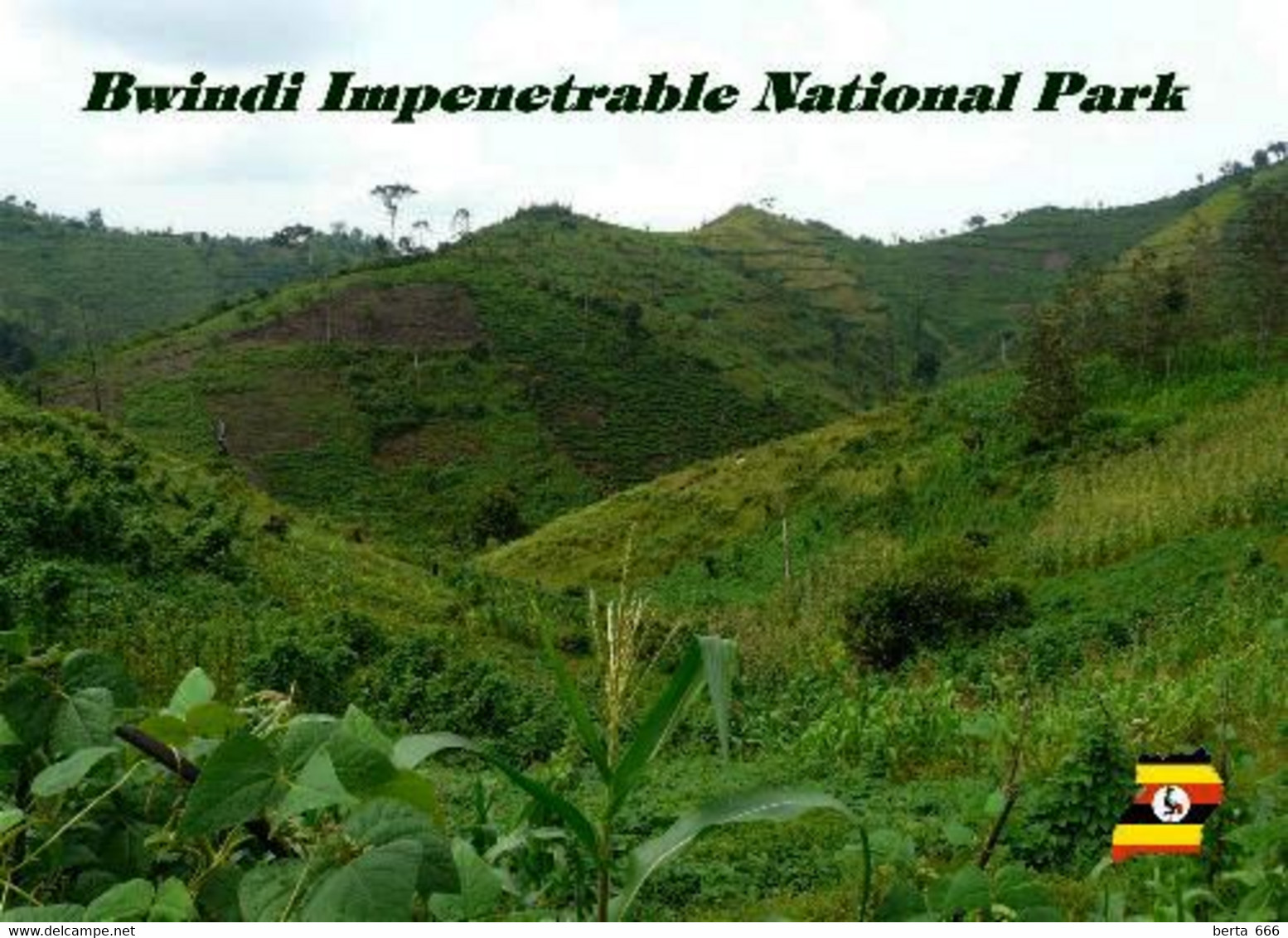 Uganda Bwindi Impenetrable National Park UNESCO New Postcard - Uganda