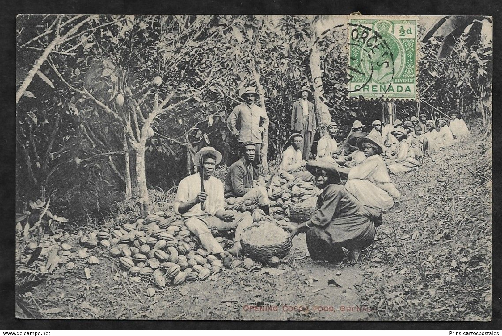 CPA Grenade Opening Cocoa Pods, Grenada - Grenada