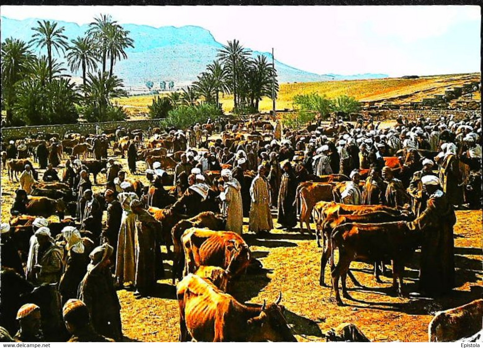 CPM // Maroc   Marché Aux Bestiaux  Vaches Cow - Kermissen