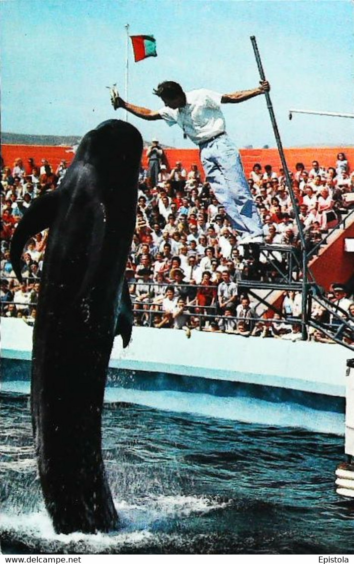 CPSM // Dolphin Dauphin  Florida  Mariland   1950 - Dauphins