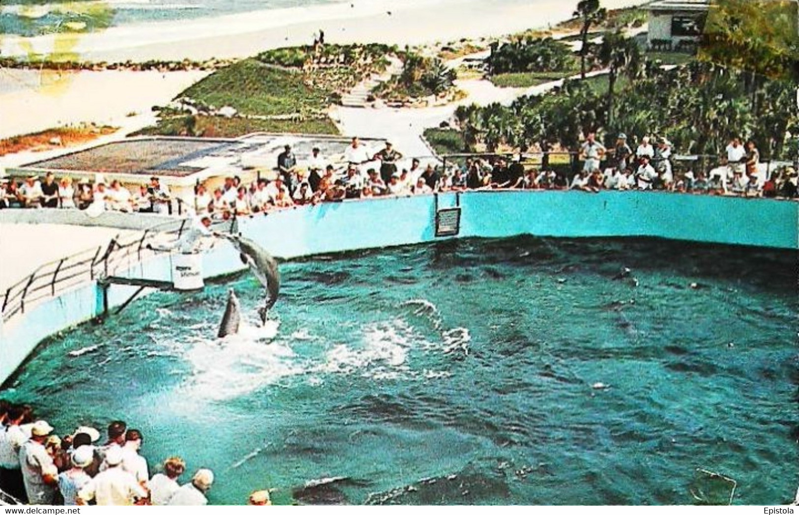 CPSM // Dolphin Dauphin  Florida  Mariland   1950 - Dauphins