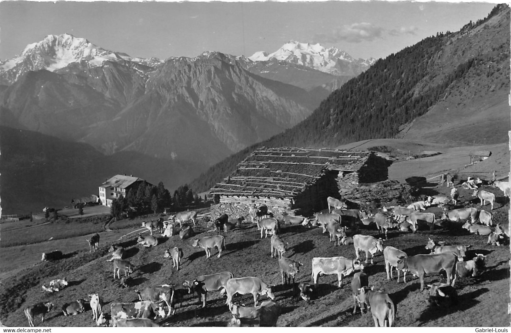 Riederalp Ob Mörel -  Kuh Herde - Riederalp