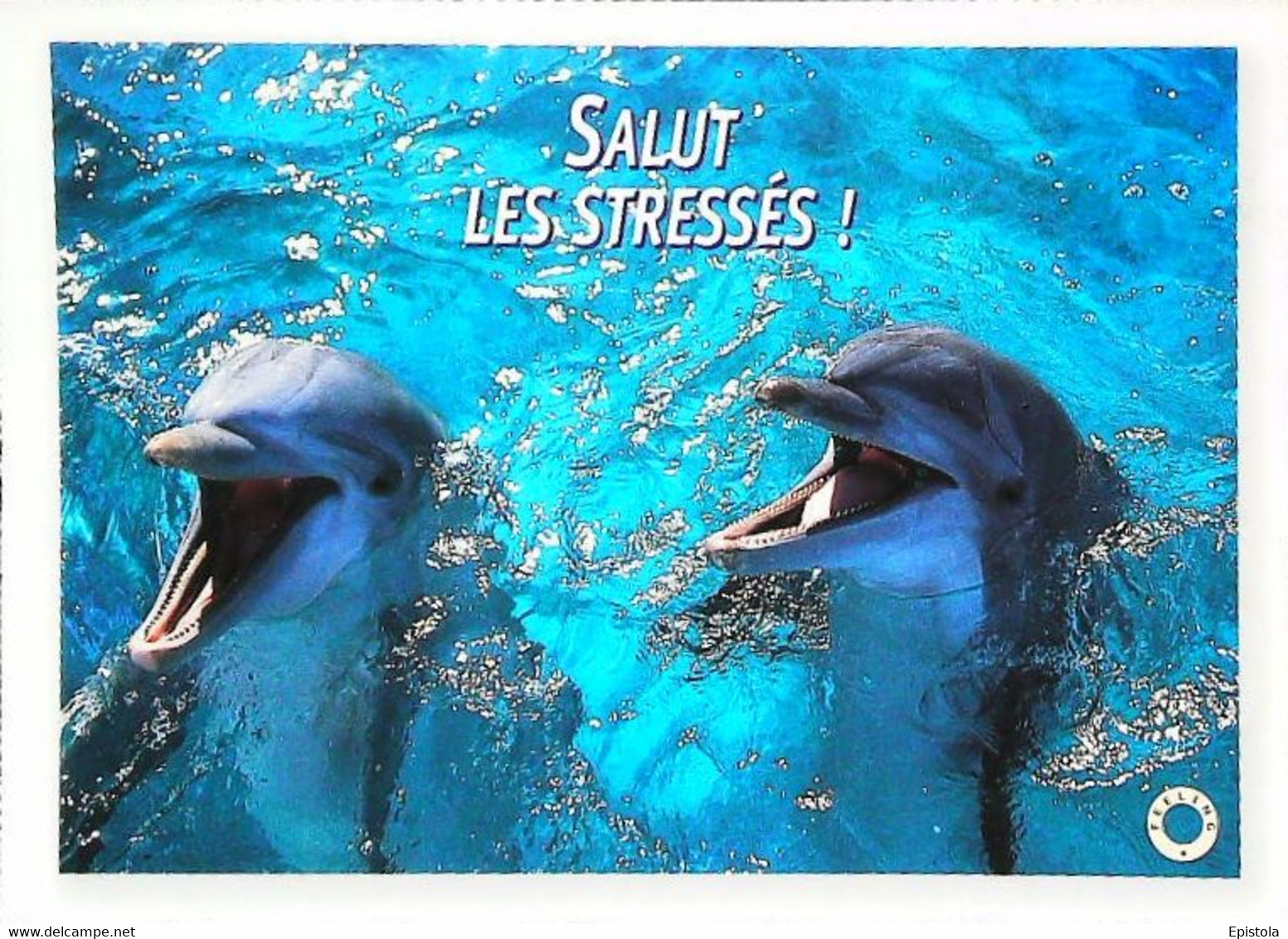 CPSM // Dauphin Dolphin  Salut Les Stressés - Dauphins
