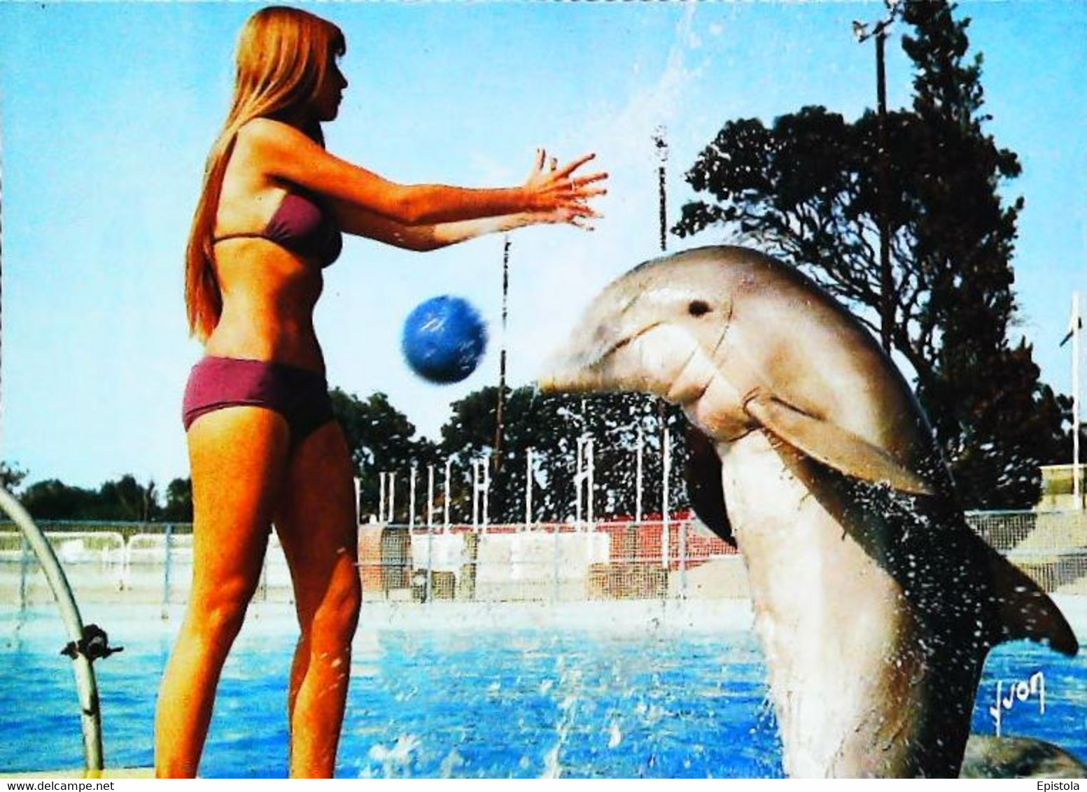 CPSM //   Dauphin Dolphin Marineland - Dauphins