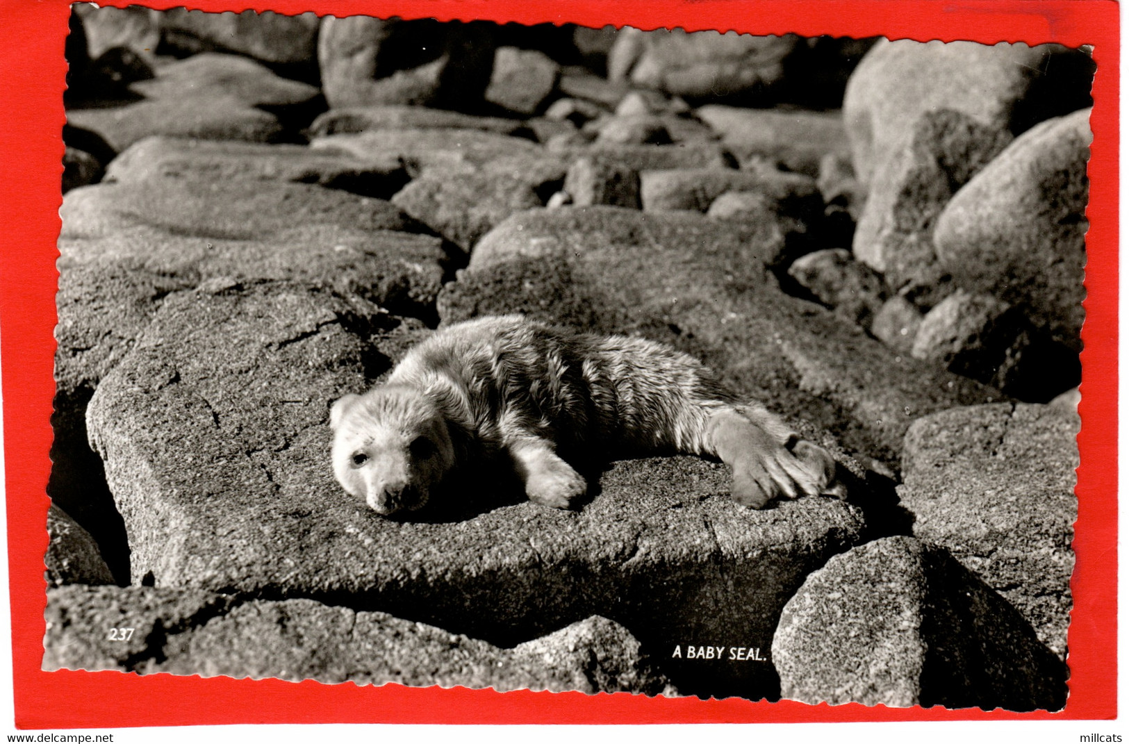 UK CORNWALL SCILLY ISLES    A BABY SEAL  RP - Scilly Isles