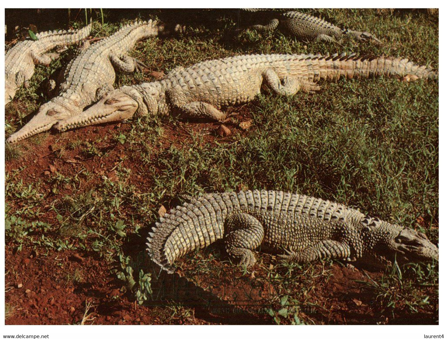 (T 7) Australia - Freshwater Crocodile - Outback