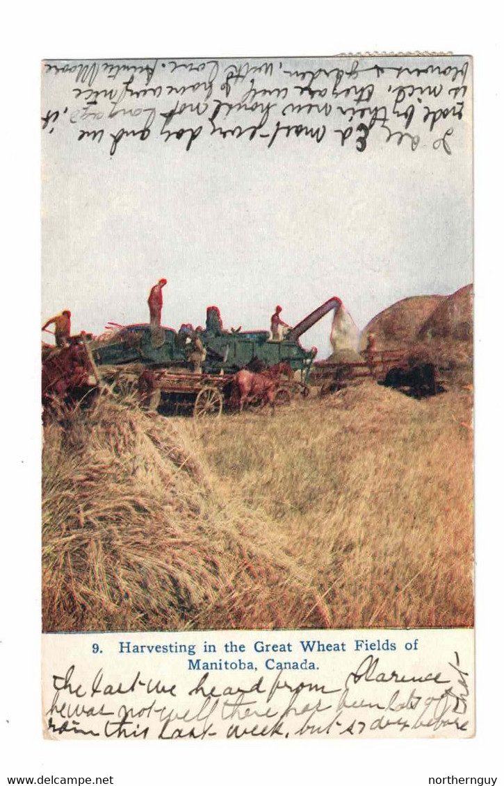 Manitoba, Canada, Harvesting Great Wheat Fields Of Manitoba, 1909 Postcard - Sonstige & Ohne Zuordnung