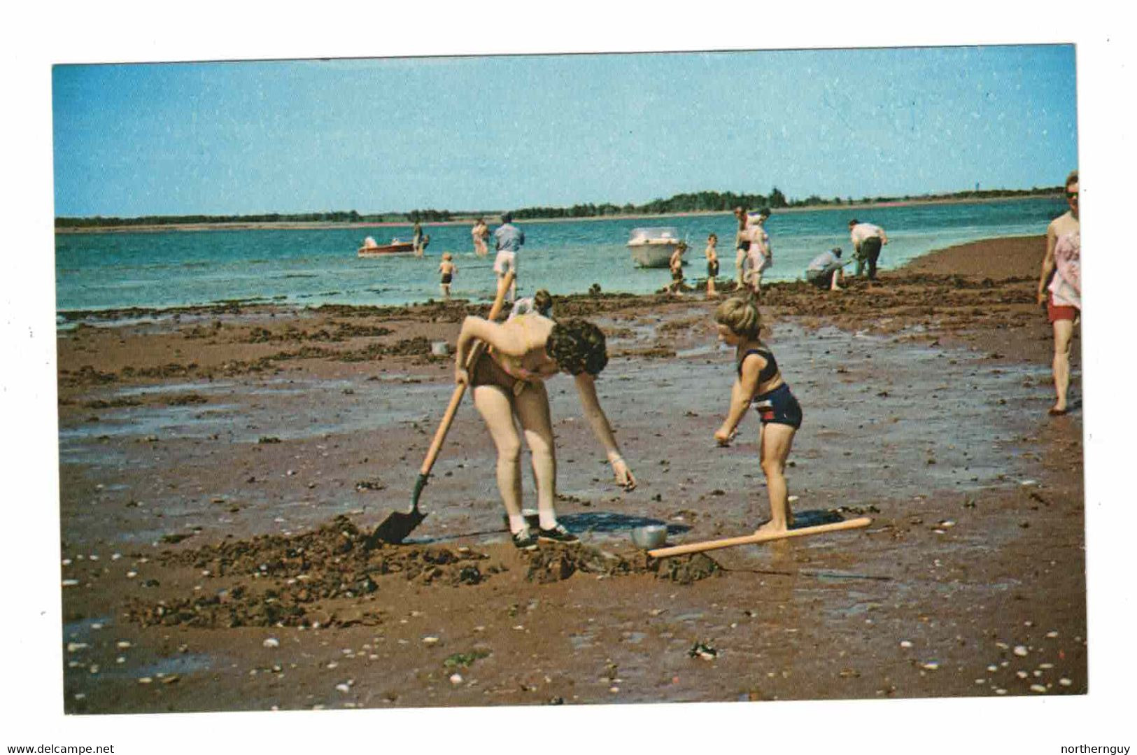 TYNE VALLEY, Prince Edward Island, Canada, Clam Digging At Green Park Camping Site, Old Chrome Postcard - Autres & Non Classés