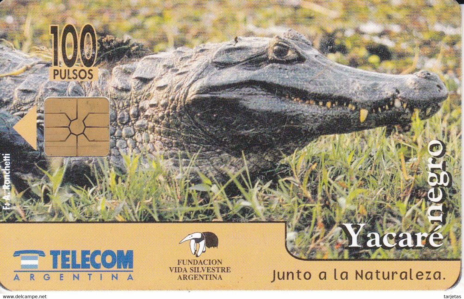 TARJETA DE ARGENTINA DE UN COCODRILO (CROCODILE) - Krokodile Und Alligatoren