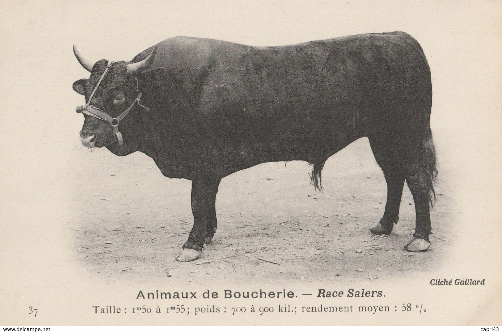 15  TAUREAU DE LA RACE SALERS       CPA BON ETAT - Sonstige & Ohne Zuordnung