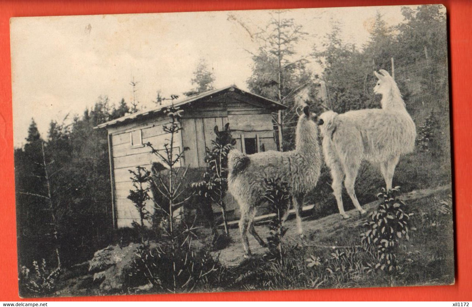 ZBM-20  Kurhaus U. Wildpark, Rothöhe Bei Burgdorf, Lama. . Trüb 3398 - Trub