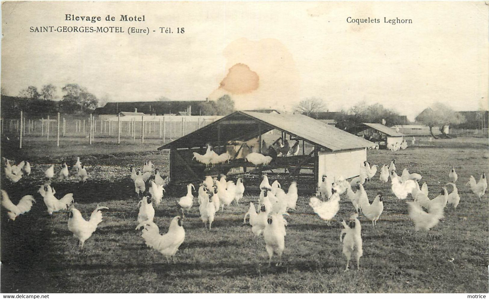 SAINT GEORGES MOTEL - Elevage De Motel, Coquelets Leghorn. (cachet De L'exploitation Au Dos De La Carte En 1939) - Saint-Georges-Motel