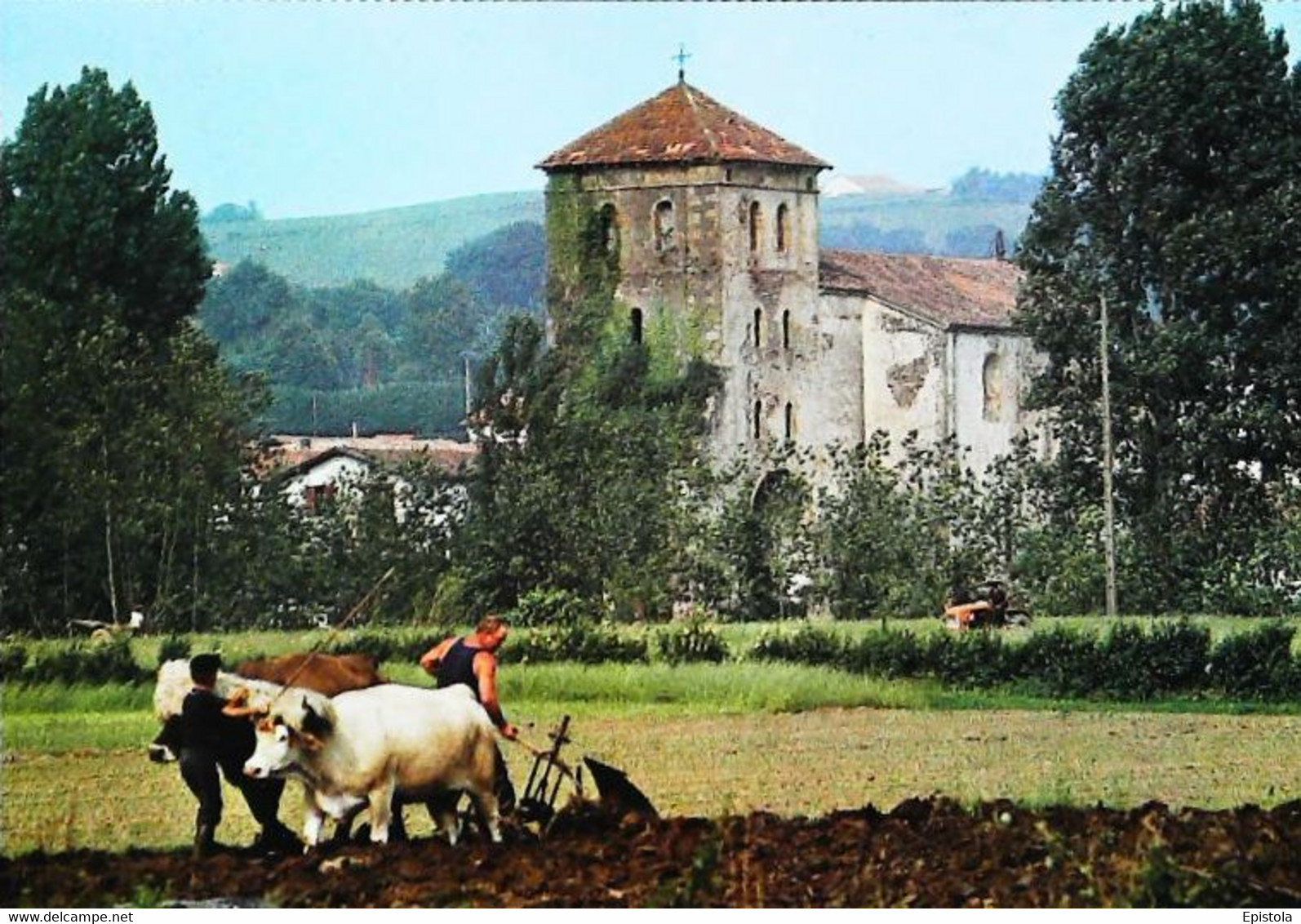 ►◄   PAYS BASQUE   Attelage Bovin  Cattle Hitch - Attelages