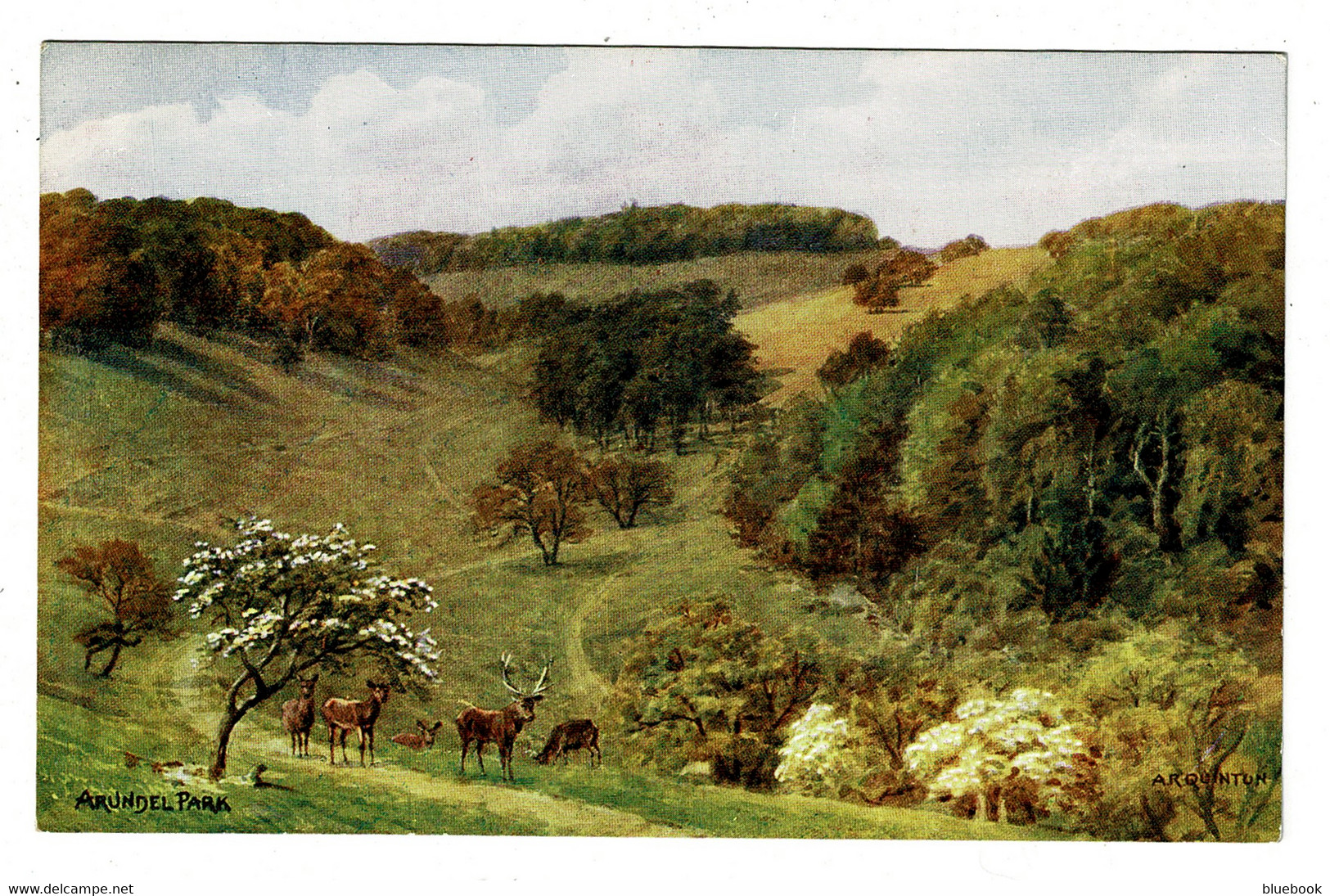 Ref 1413 - J. Salmon ARQ A.R. Quinton Postcard - Arundel Park - Sussex - Arundel
