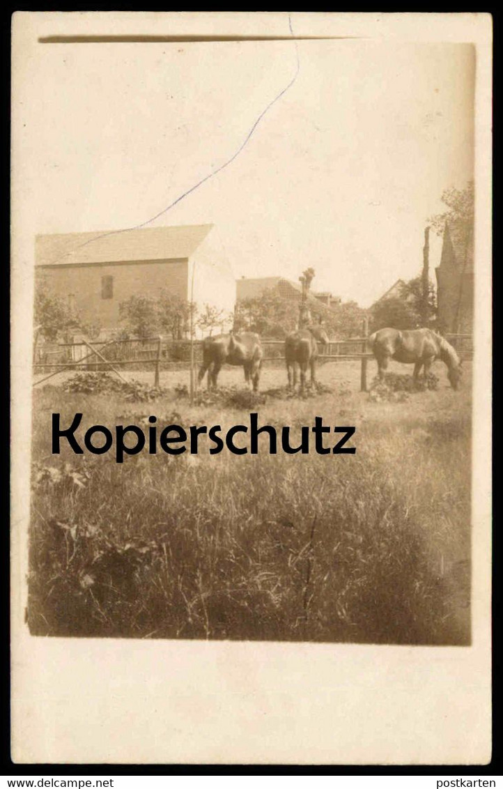 ALTE FOTO POSTKARTE WILSLEBEN HÄUSER UND PFERDE AUF EINER KOPPEL ASCHERSLEBEN AK Ansichtskarte Postcard Cpa Photo - Aschersleben