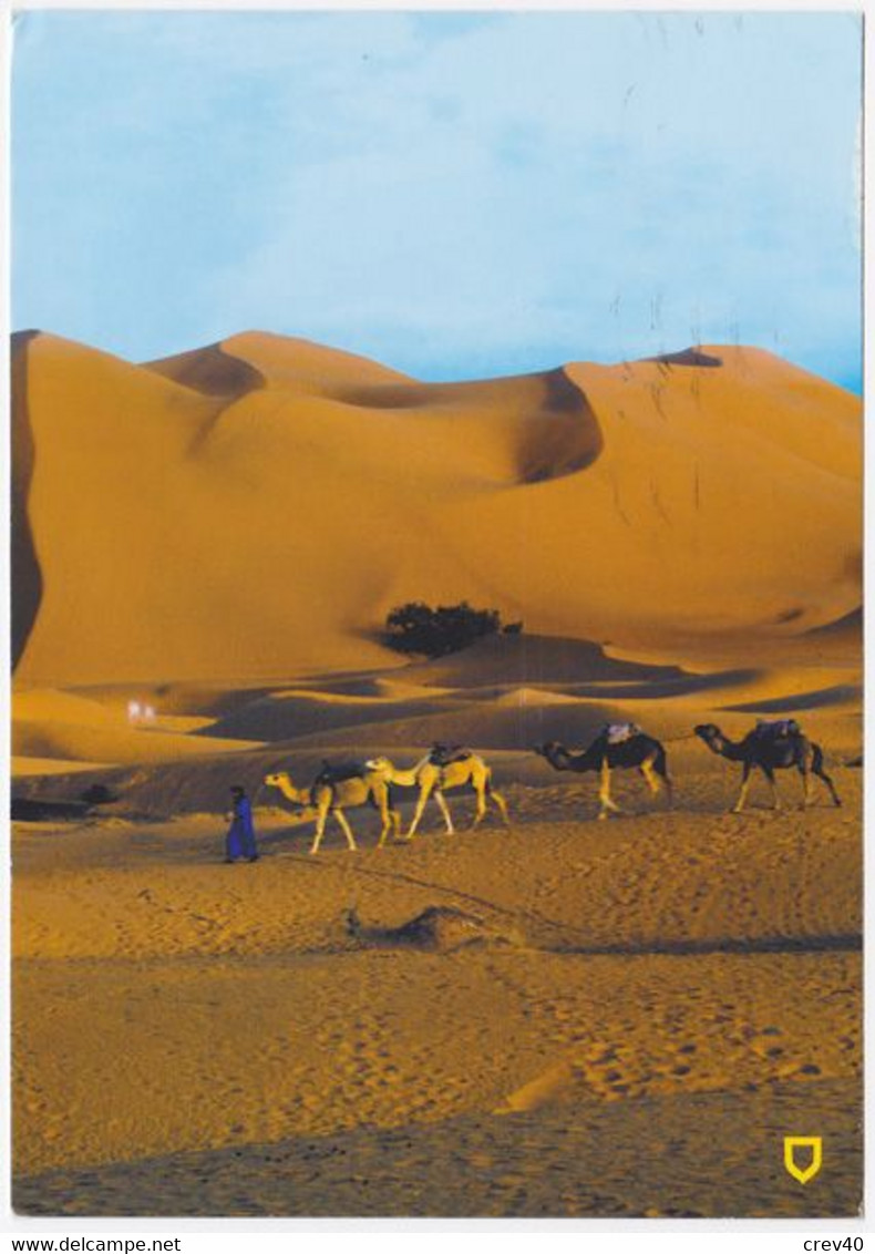 Carte Postale Moderne Maroc - Merzouga, Dromadaires - Other & Unclassified